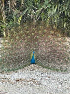 Meet your Posher, Starr